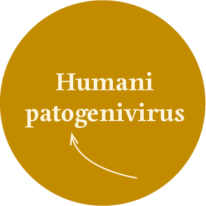 Quiz_kaj-je-hpv_Humani patogenivirus
