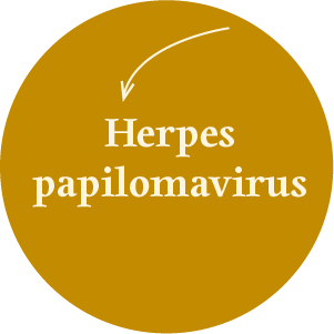 Quiz_kaj-je-hpv_Herpes papilomarivus